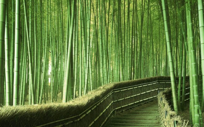 beautiful trees bamboo forest