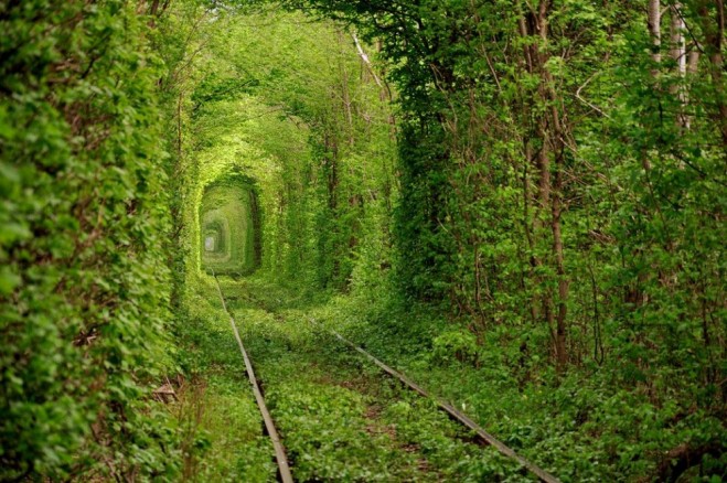 beautiful trees tunnel