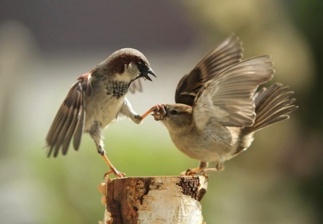 funny birds bird fight