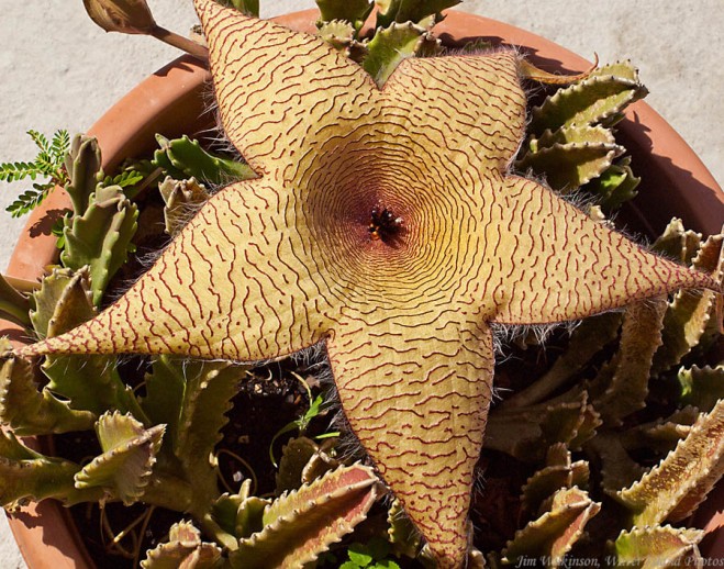 funny plants cactus star