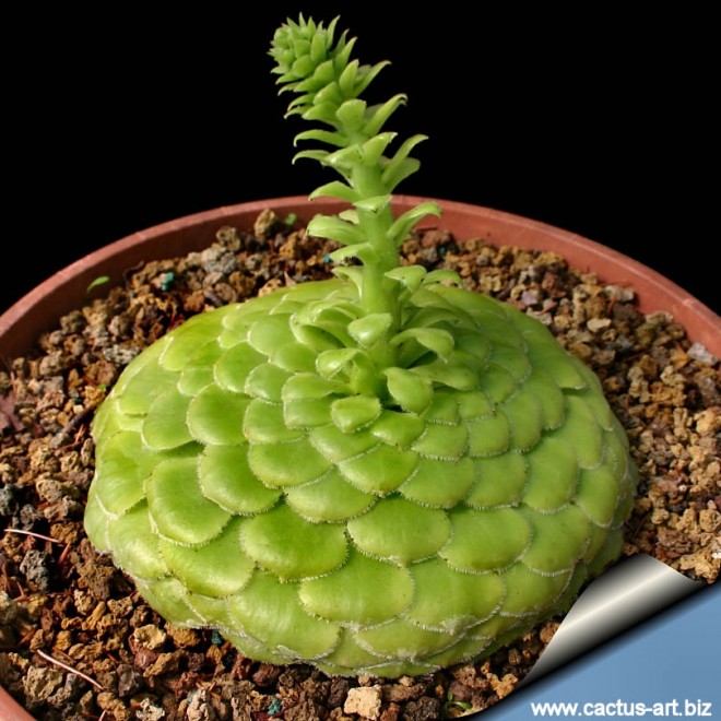 funny plants cactus