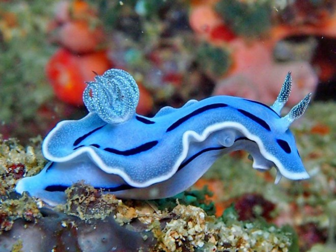 weird animals sea slug