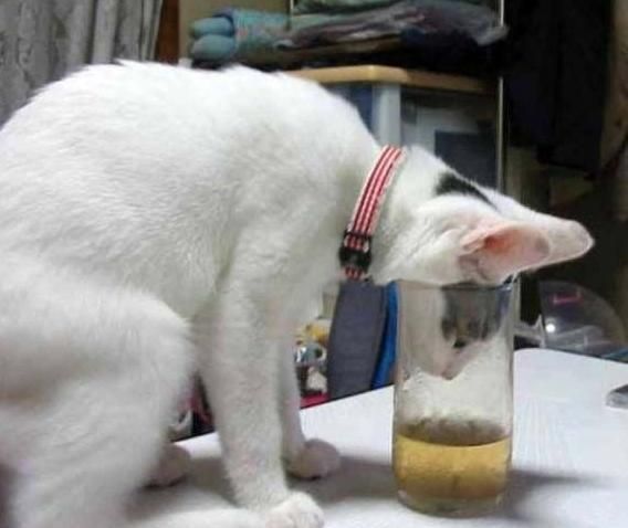 cat drinking fail