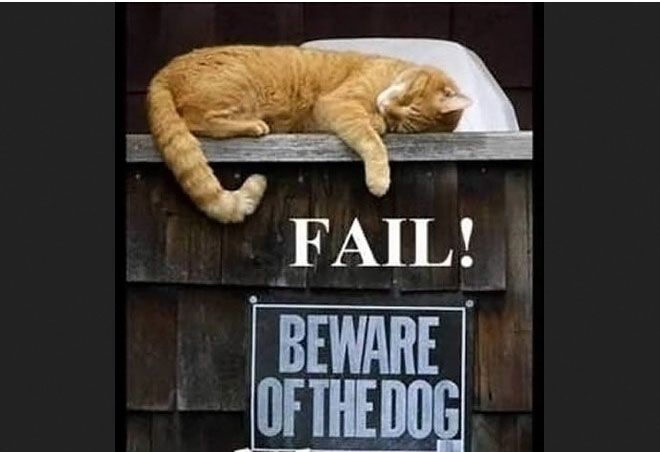funny animal cat fail