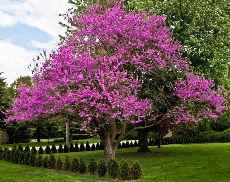 beautiful trees violet