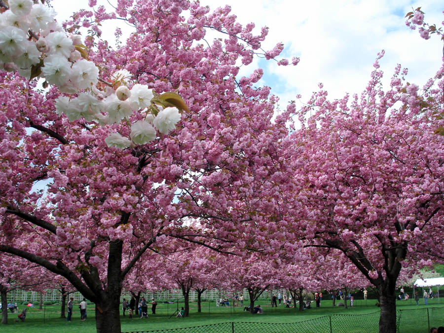 flowering trees cherry
