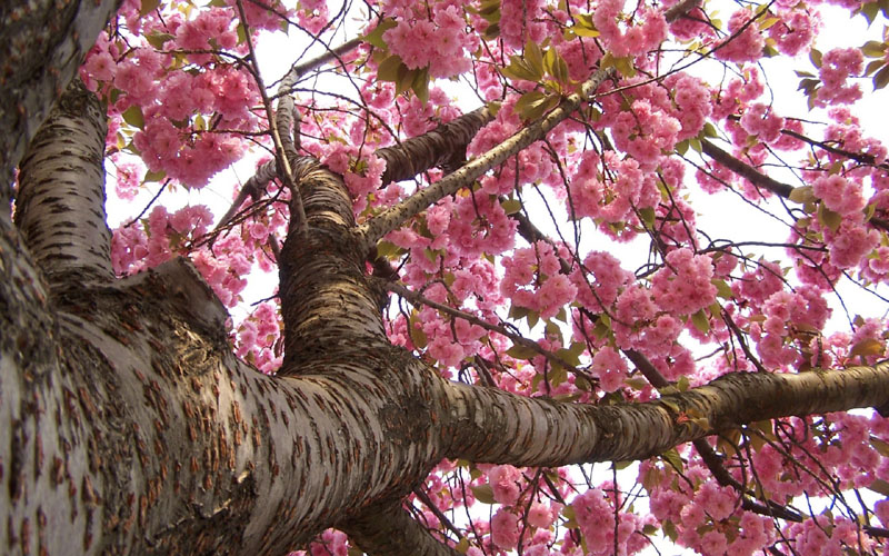 flowering trees pink