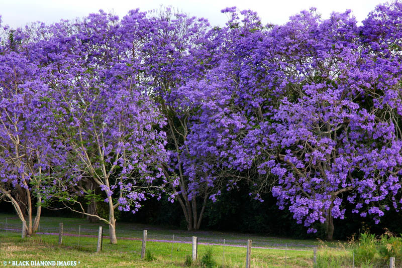 flowering trees violet