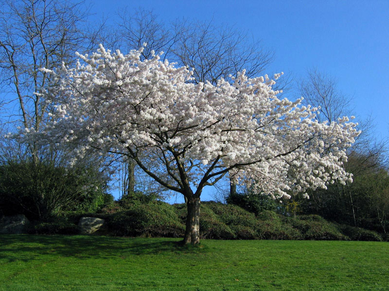 flowering trees white cherry