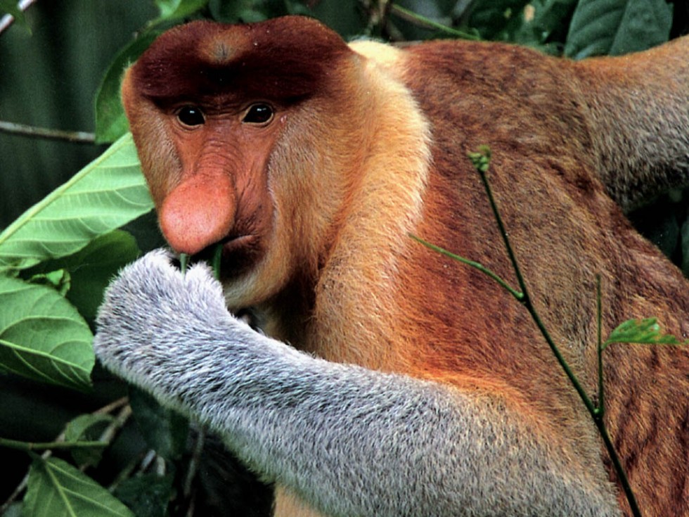 weird animals monkey