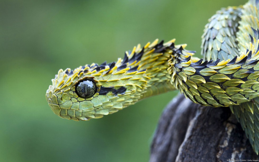 weird animals bush viper