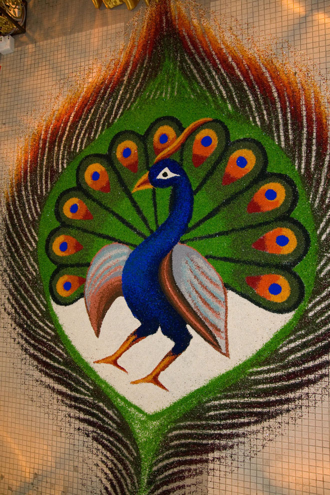 beautiful peacock feather