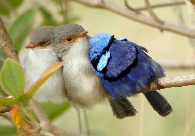 cuddling bird photography