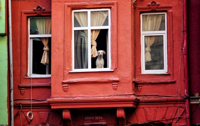 dog looking window