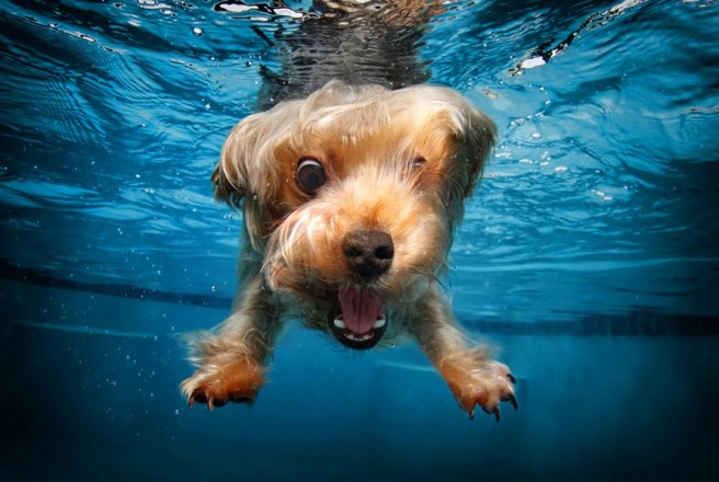 funny dog under water seth casteel