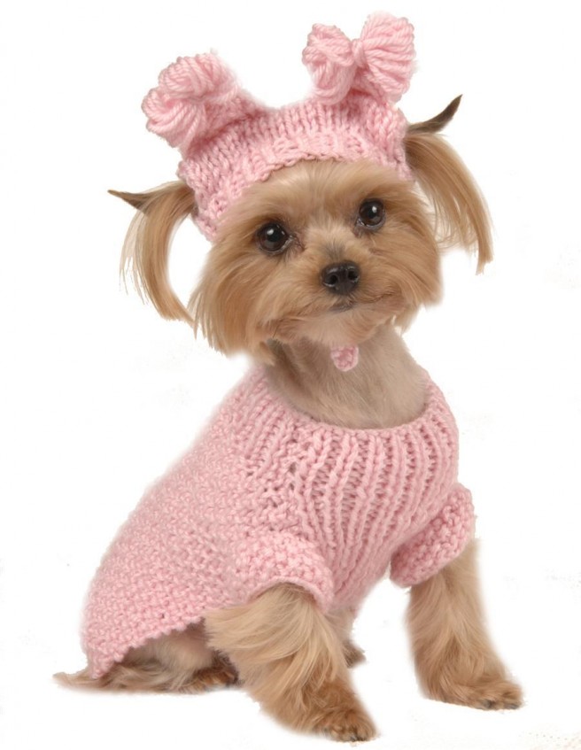 pets wearing weaters