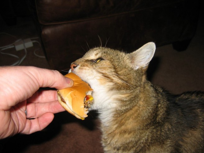 cat eating bread
