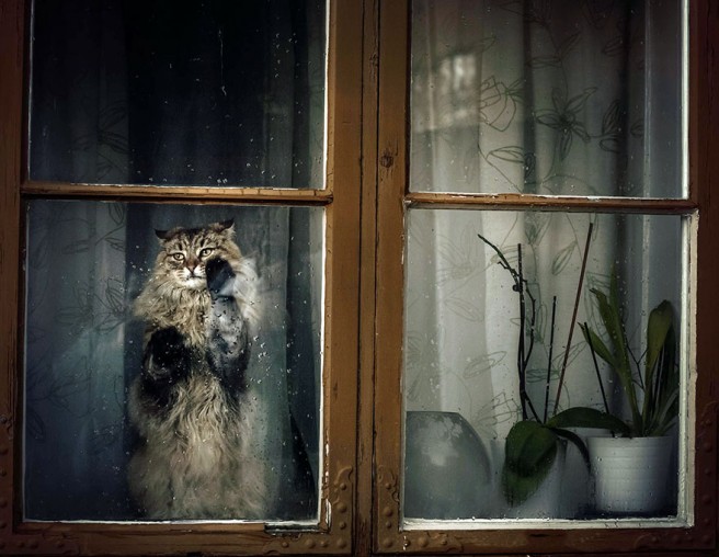 cat looking window