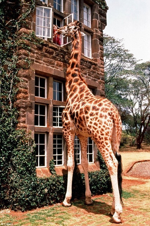 11 giraffe looking window