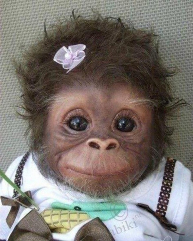 funny and stylish monkey picture
