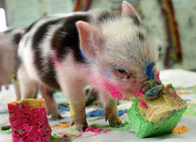 pig eating cake