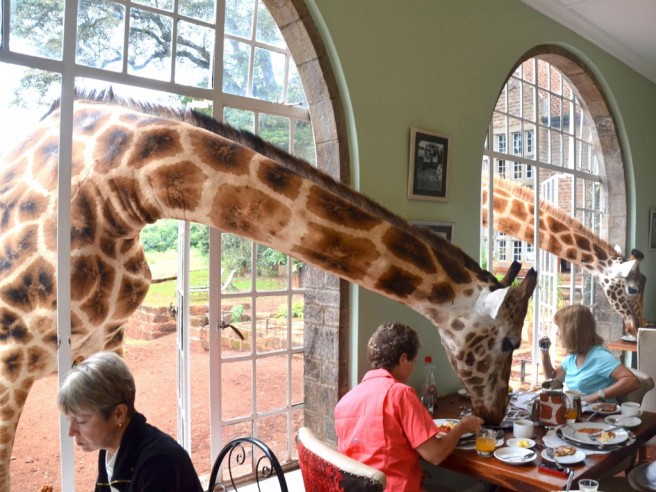 giraffe looking window