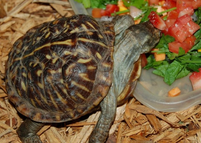 turtle eating food
