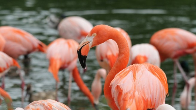 river flamingo photography