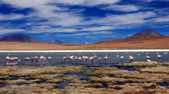 river flamingos photography