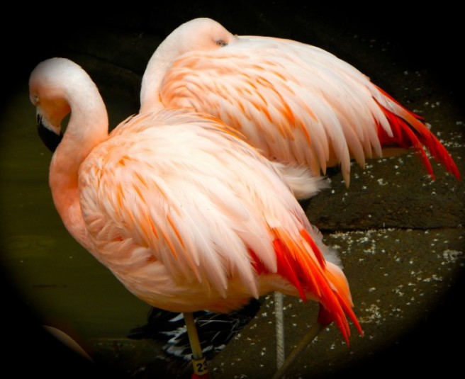 flamingos photography