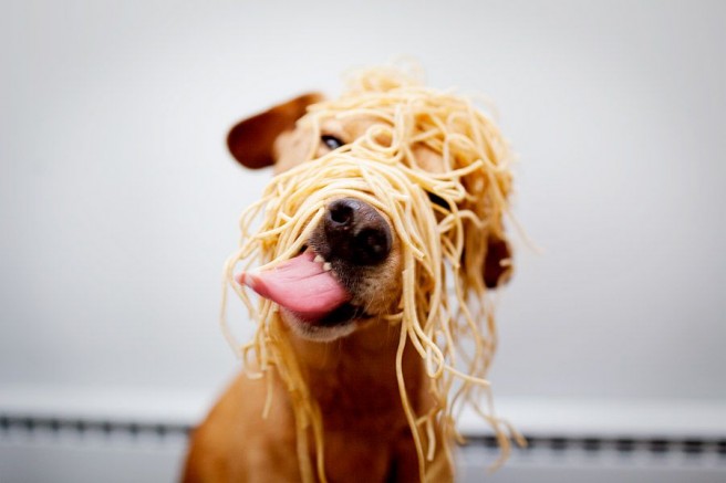 dog eating noodles