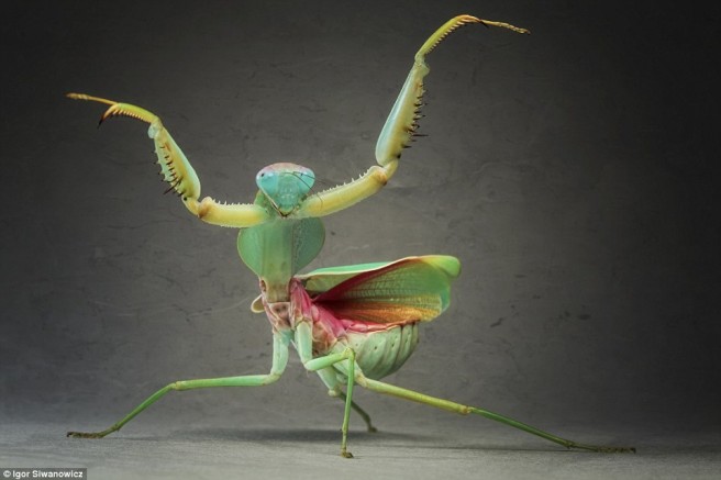 15 dancing praying mantis igor siwanowicz