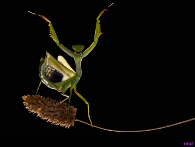 21 funny praying mantis photo