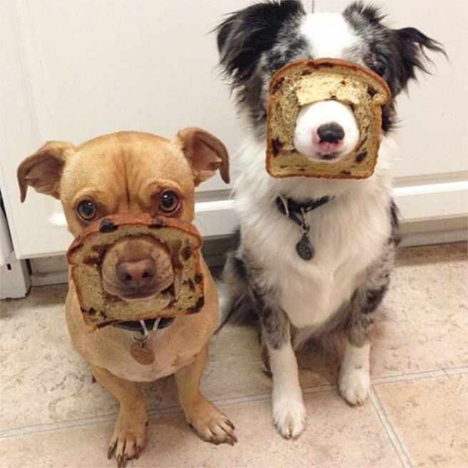 2 funny inbread dog photo