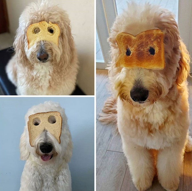 7 funny inbread dog image