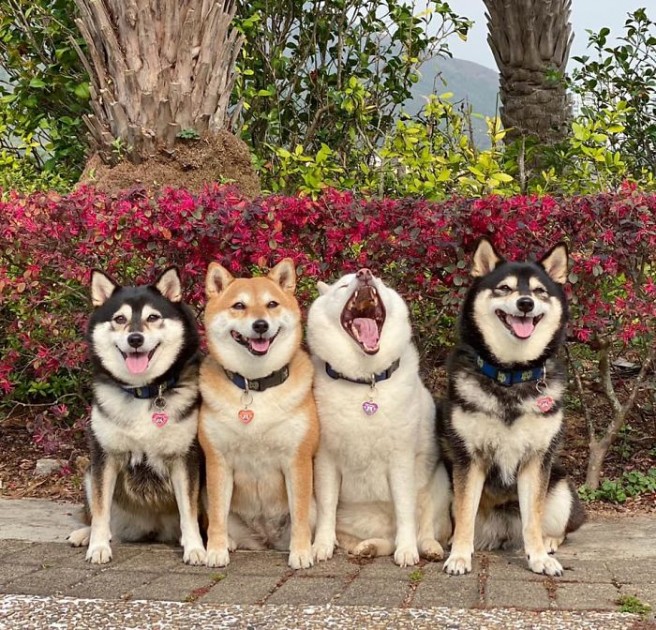 12 funny dog group photos