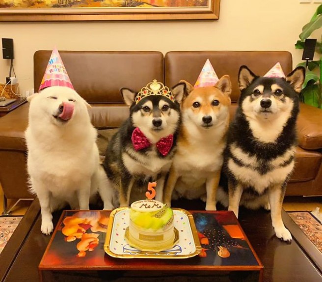 5 funny dog group photos