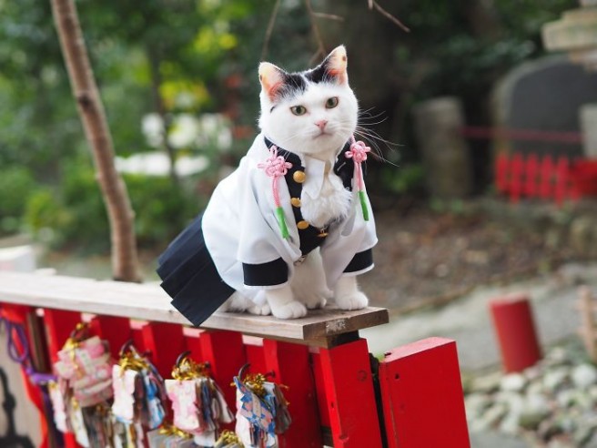 7 funny cat costume yagyouneko