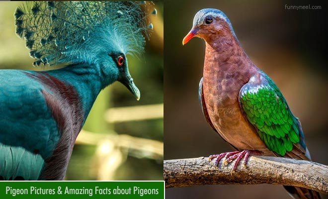beautiful pigeon pictures
