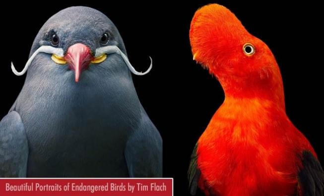 15 beautiful portraits of endangered birds by photographer tim flach