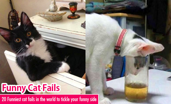 Cat Fail