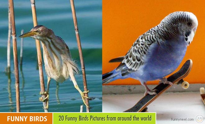 Funny Birds