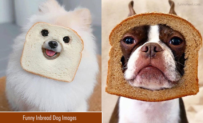 funny dog images