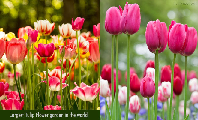 Beautiful Tulip Flower Garden
