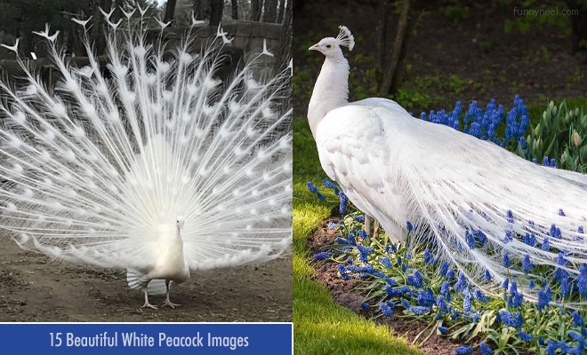 White Peacock Pictures