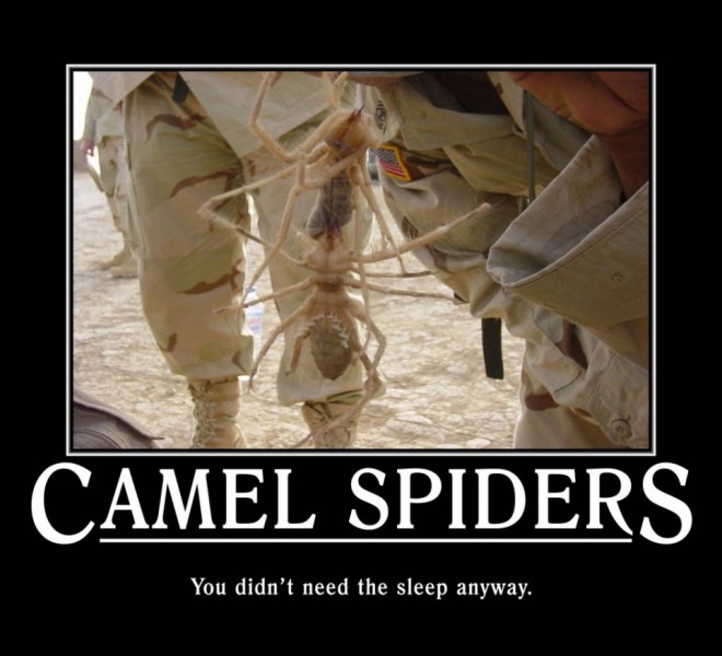 spider funny poster