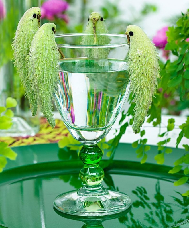 these fuits look like parrots funny similar things photography