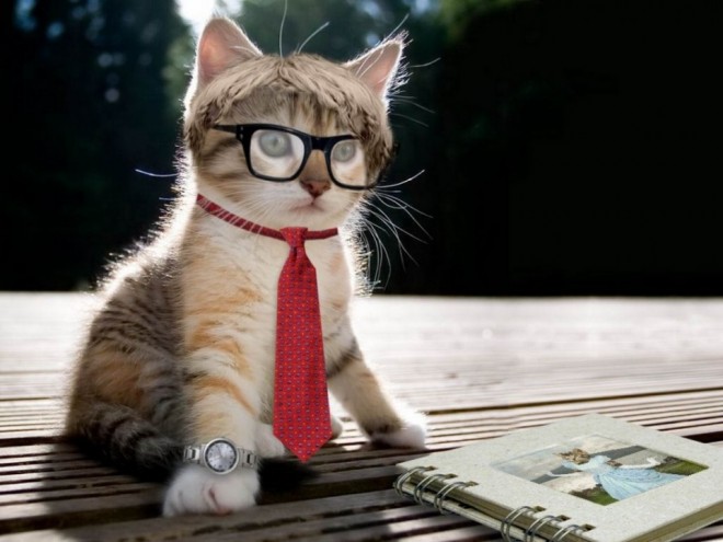 10 tie funny cat photography