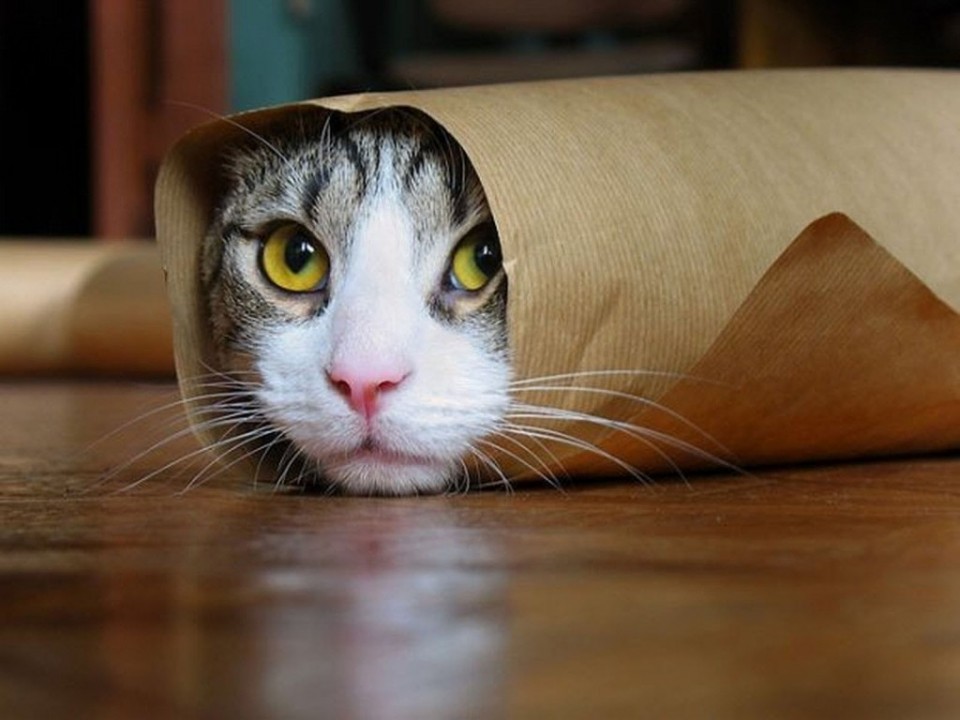 11 paper rolling funny cat photography