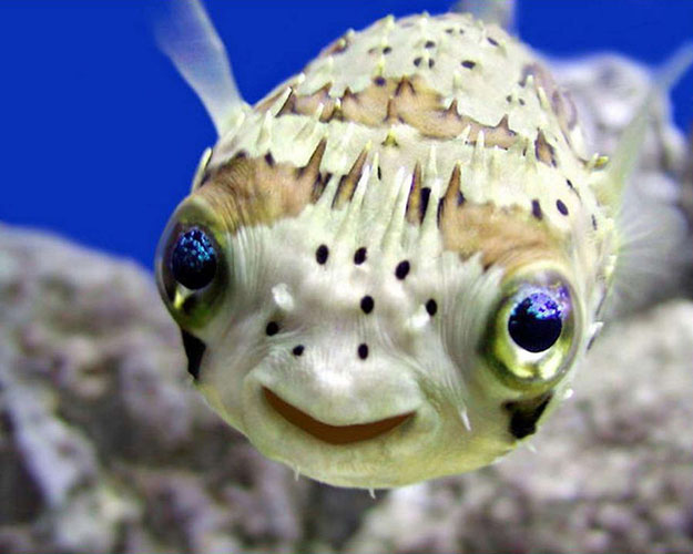 fish happy animal